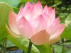 14-lotus300.jpg