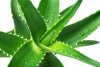 Aloe-Vera-Gel-Benefits.jpg