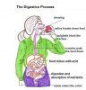 DigestiveProcessPic1.jpg