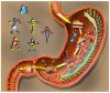 5-Stomach-Digestion.jpg