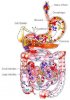 Digestion_of_food.jpeg