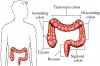 large_intestine.jpg