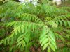 curry-leaves.jpg