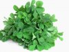 Fenugreek_leaves.jpg