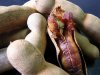 Nutritional Value of Tamarind.jpg