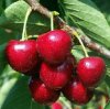 Nutritional Value of Cherries.jpg