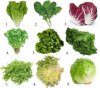 types-of-greens.jpeg