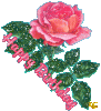 beautiful-pink-rose-for-bday.gif