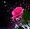 priya_senthil